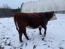 registered Hereford heifer