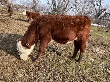 registered Hereford heifer - Photo 2