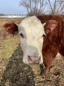 registered Hereford heifer - Photo 3