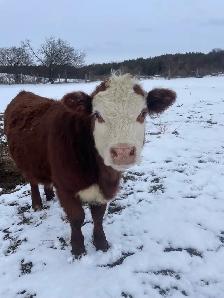 registered Hereford heifer - Photo 4