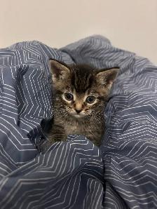 kitten for rehoming
