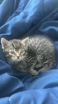 kitten for rehoming - Photo 2