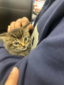 kitten for rehoming - Photo 3