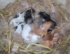 lapin à donner