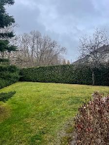 Hedge trimming