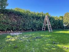 Hedge trimming - Photo 2