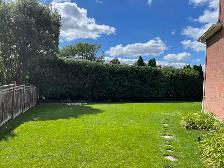 Hedge trimming - Photo 3