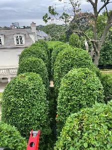 Hedge trimming - Photo 4