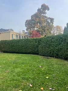 Hedge trimming - Photo 5