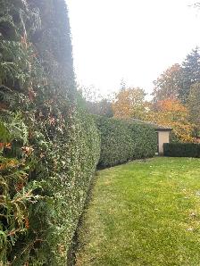 Hedge trimming - Photo 6