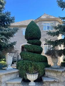 Hedge trimming - Photo 7