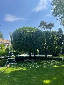 Hedge trimming - Photo 8