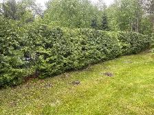 Hedge trimming - Photo 9