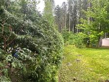 Hedge trimming - Photo 10