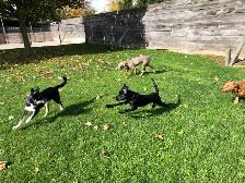 Puppy Socialization Classes - Photo 3