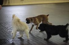 Puppy Socialization Classes - Photo 4