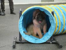 Puppy Socialization Classes - Photo 5