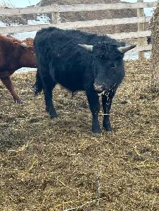 Rope or Breed - Photo 2