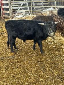 Rope or Breed - Photo 3