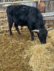 Rope or Breed - Photo 4