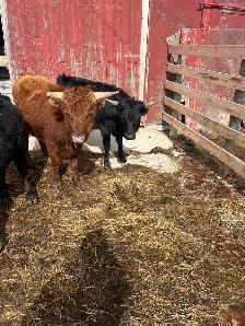 Rope or Breed - Photo 5