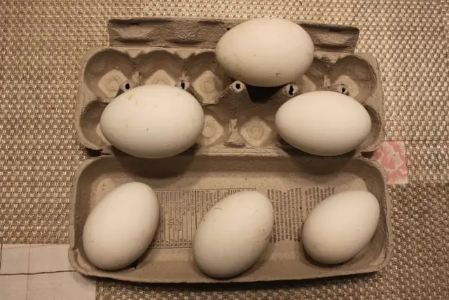 Goose hatching eggs for sale