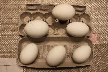 Goose hatching eggs for sale