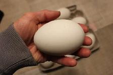 Goose hatching eggs for sale - Photo 2