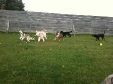 Doggie Daycare at Country Club for Pets