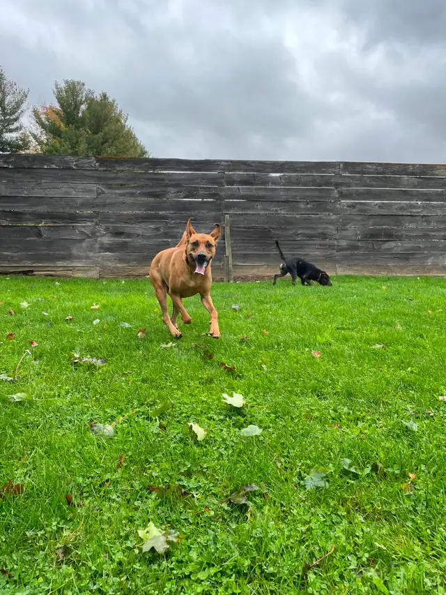 Doggie Daycare at Country Club for Pets - Photo 3