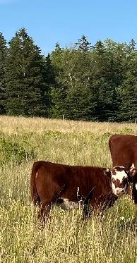 looking for beef cattle