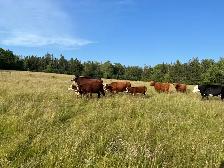 looking for beef cattle - Photo 2