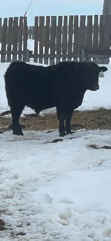 1 year old Registered Black angus bulls