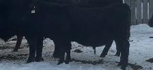 1 year old Registered Black angus bulls - Photo 2