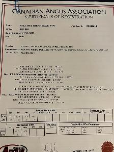 1 year old Registered Black angus bulls - Photo 3