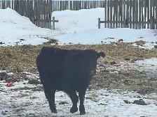 1 year old Registered Black angus bulls - Photo 4