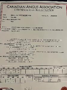 1 year old Registered Black angus bulls - Photo 5