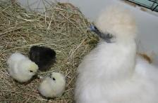 Poules soyeuse - Photo 2