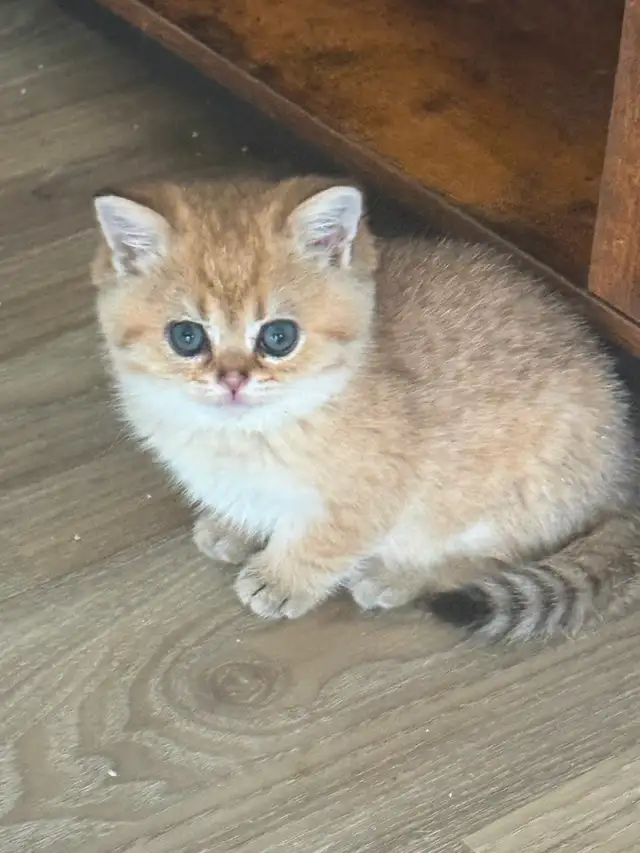 BRITISH SHORTHAIR MALES