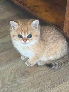 BRITISH SHORTHAIR MALES