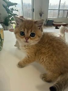 BRITISH SHORTHAIR MALES - Photo 2