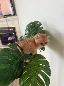 BRITISH SHORTHAIR MALES - Photo 3