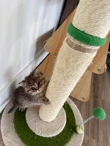 BRITISH SHORTHAIR MALES - Photo 4