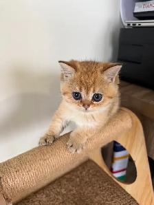 BRITISH SHORTHAIR MALES - Photo 5