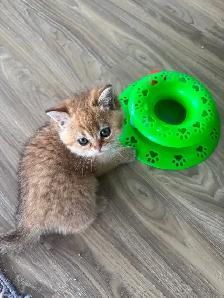 BRITISH SHORTHAIR MALES - Photo 6