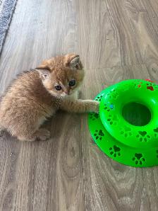 BRITISH SHORTHAIR MALES - Photo 7