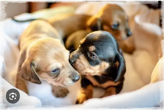 Chiots Teckels à donner