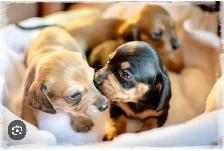 Chiots Teckels à donner