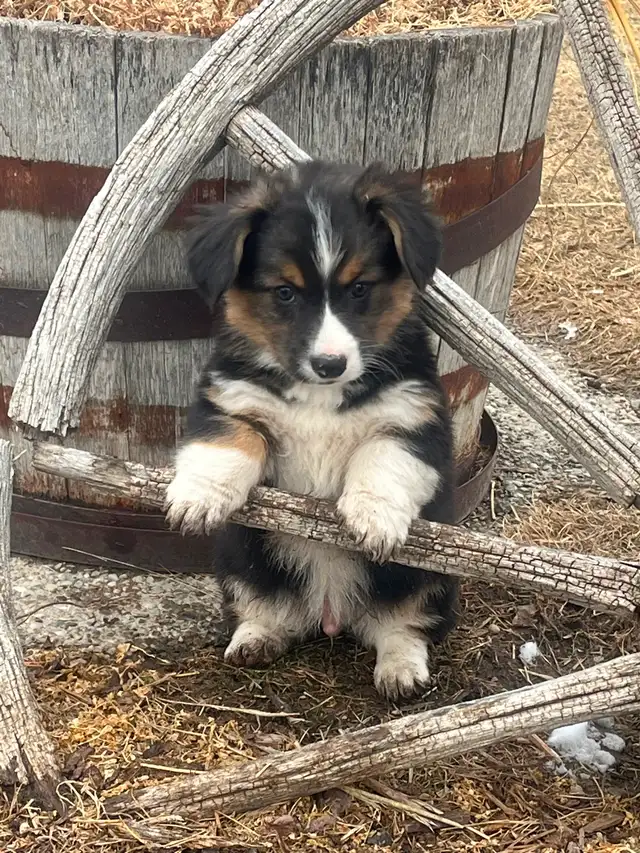 Corgi Puppies for Rehoming