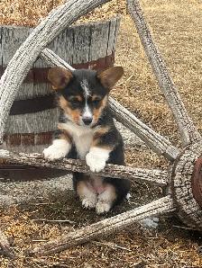 Corgi Puppies for Rehoming - Photo 2